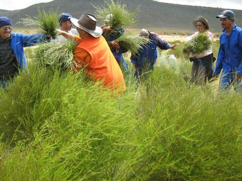 Agricultores sudafricanos cosechando rooibos en Sudáfrica