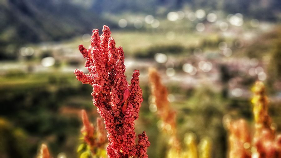 Detalle de la planta de la quinoa