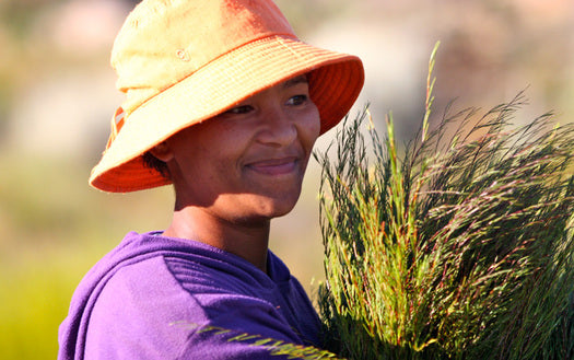 Productora de rooibos de la cooperativa Wupperthal