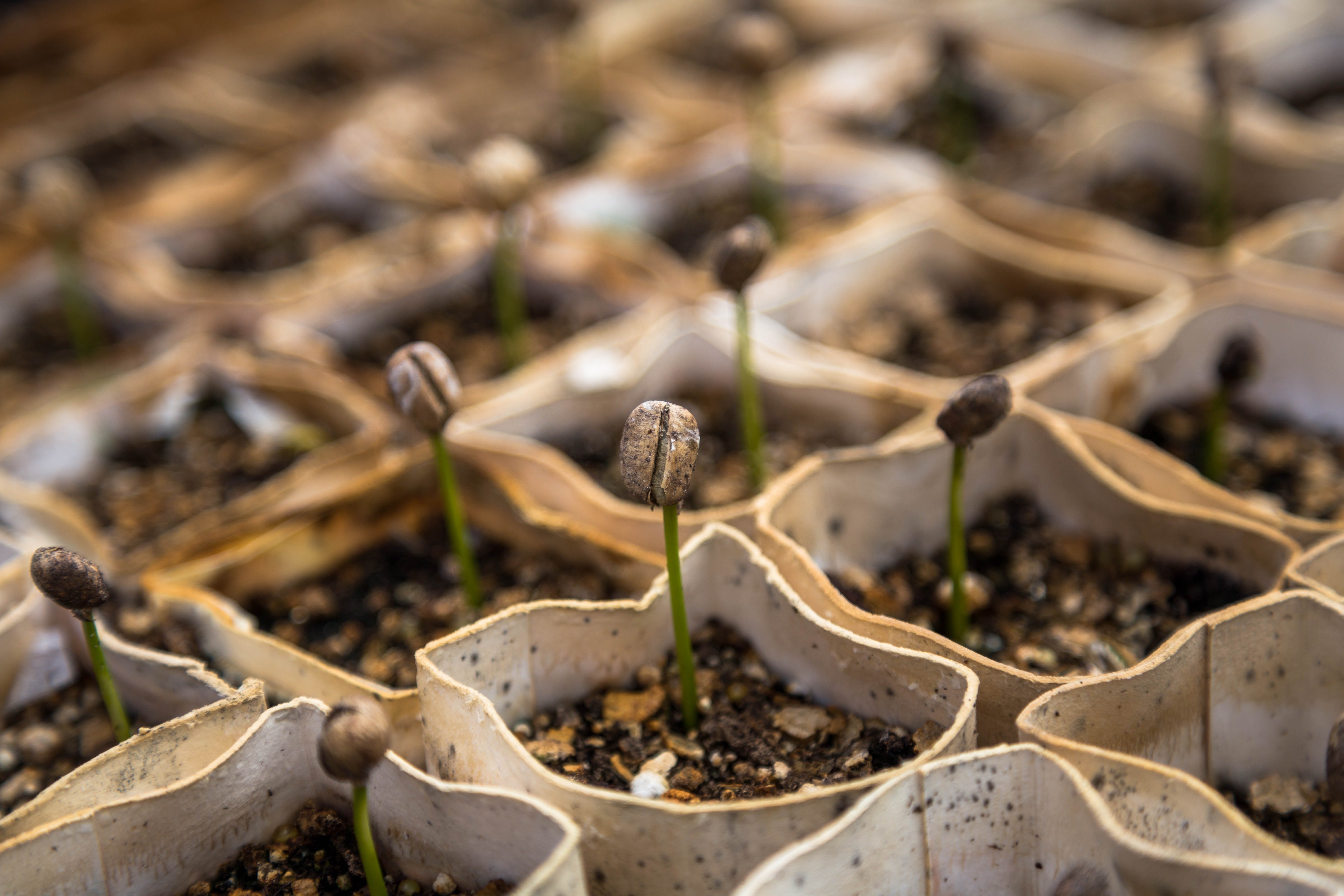 coffee seedlings growing