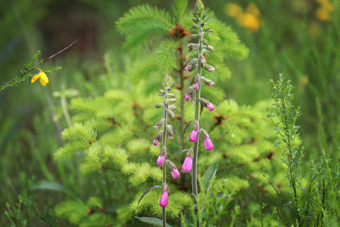 Fleurs forêt de la Douée