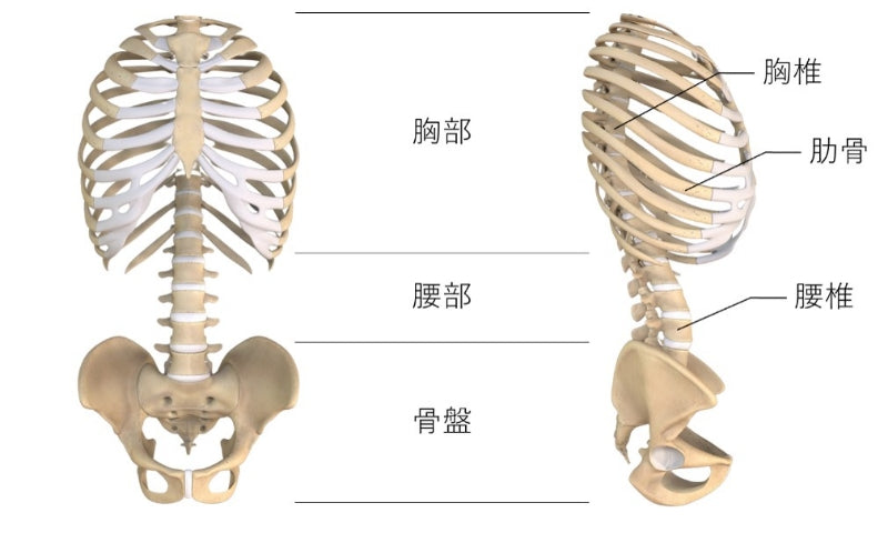 体幹と骨格