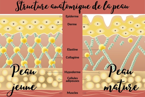 Schéma de l'évolution de la production de collagène sur peau jeune puis peau mature que l'on peut traiter avec un Masque à lumière LED