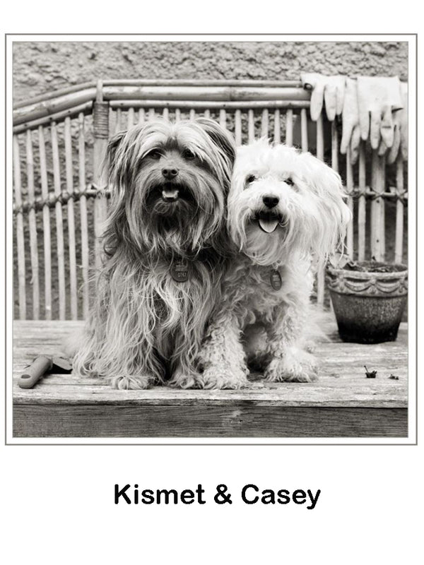 Pet Sympathy Card Heavenly Memorial Designs