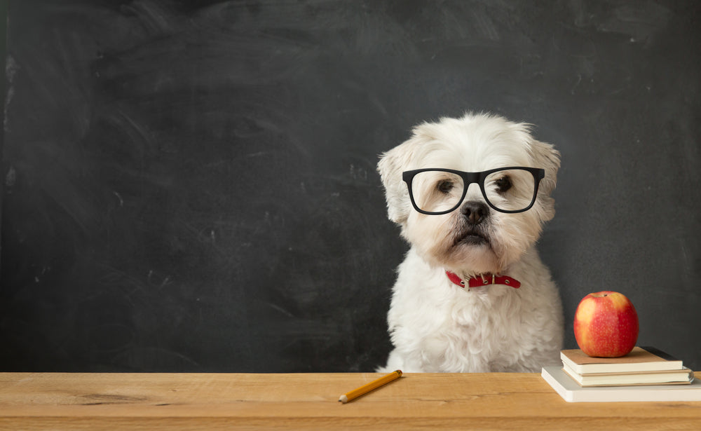 what is the smartest teacup dog