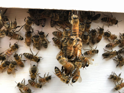socializing bees