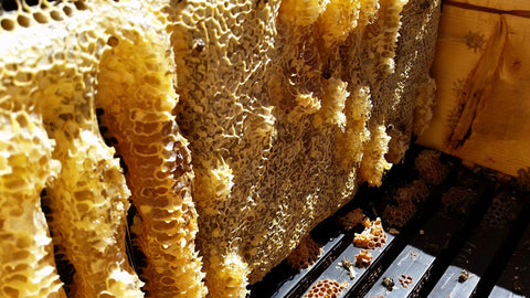 capped honey combs