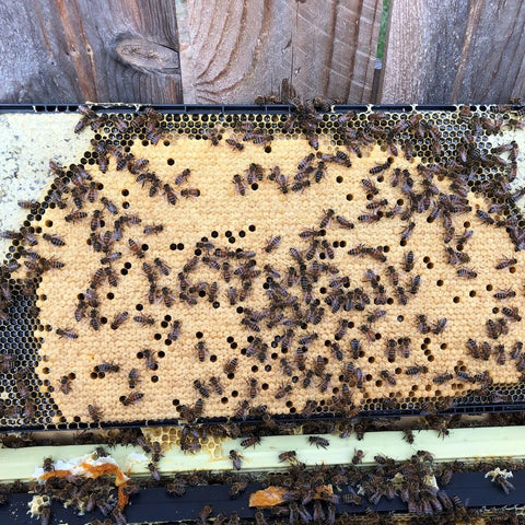 walking bees on capped honey