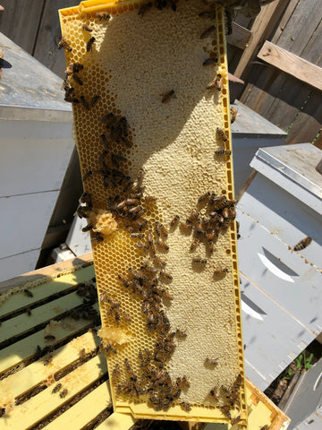 capped honey