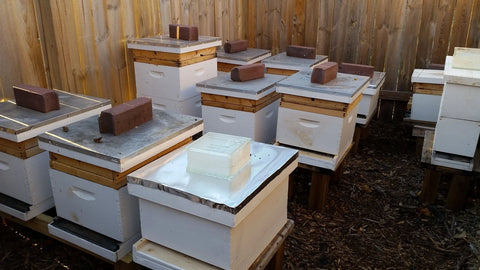 Spring Bee Box