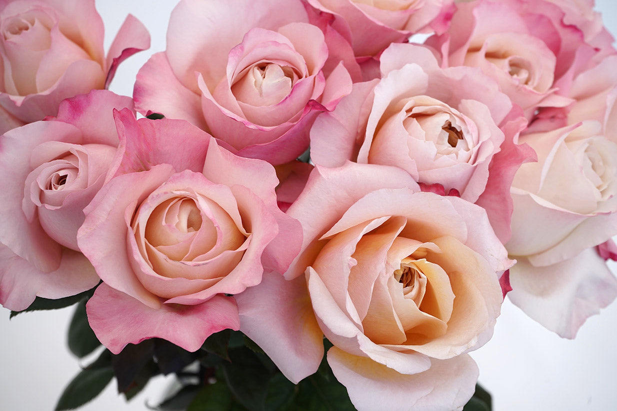Miyabi (TM)  Roses by Alexandra Farms