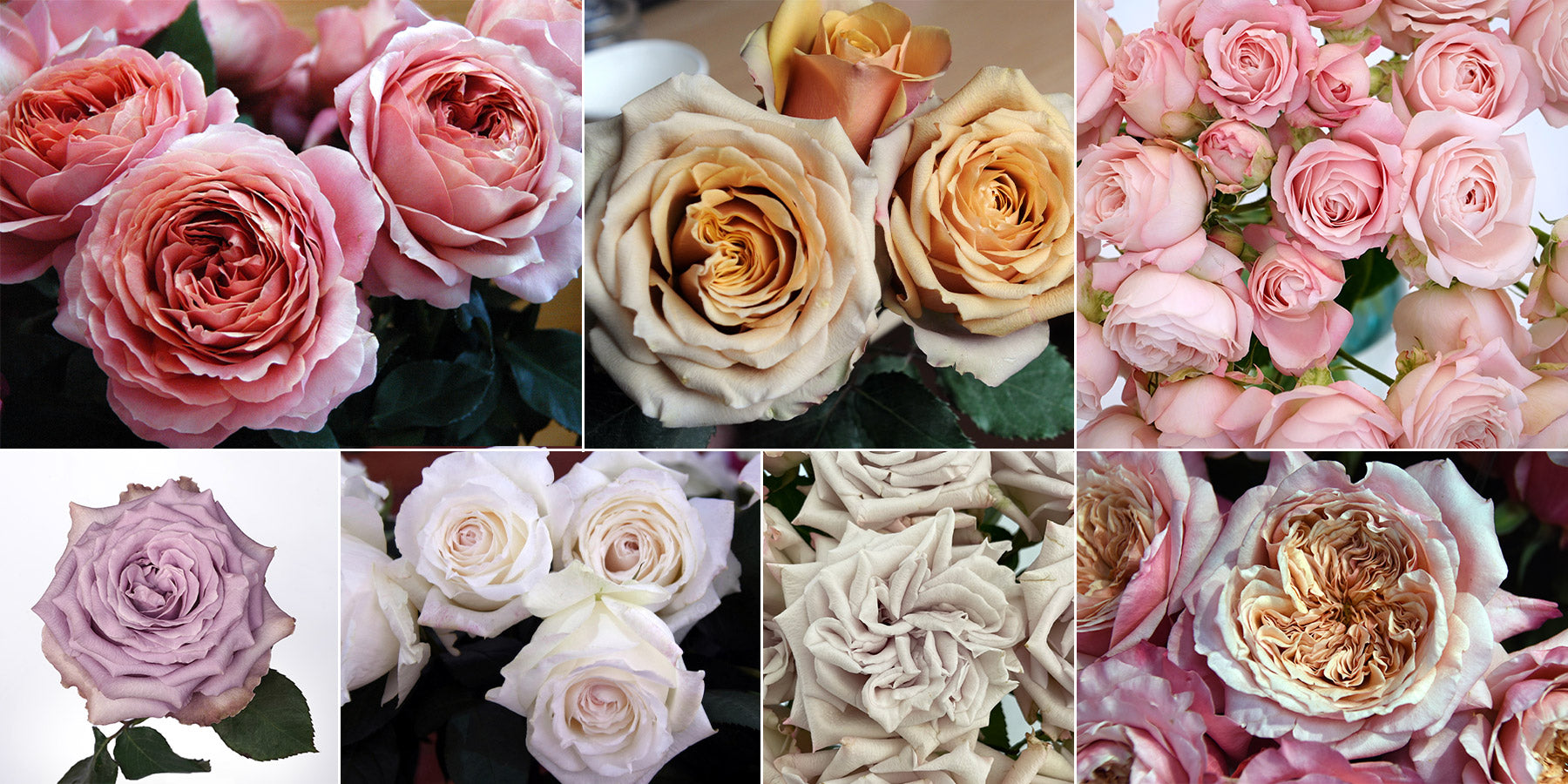 Variety of garden roses by Alexandra Farms
