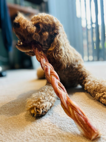 fluffy brown dog eating long pizzle dog chew