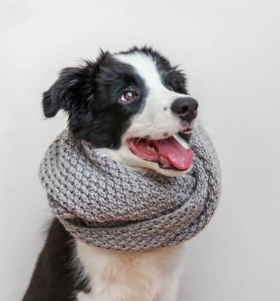 Black and white dog wearing a scarf and smiling against a white wall