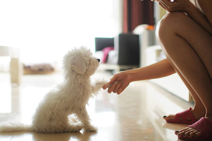Small fluffy white puppy giving their paw to their owner
