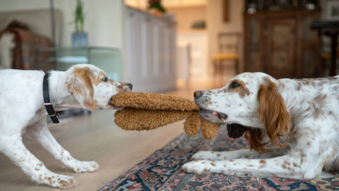 Two dogs playing tug with a toy inside a home