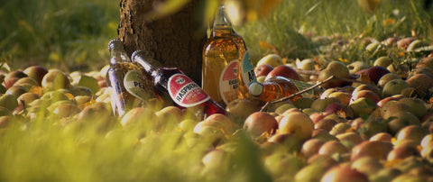 Photo of Pulp Cider co bottles and apples at the base of a tree.