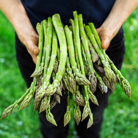 Photo of someone holding a bunch of asparagus in a field.