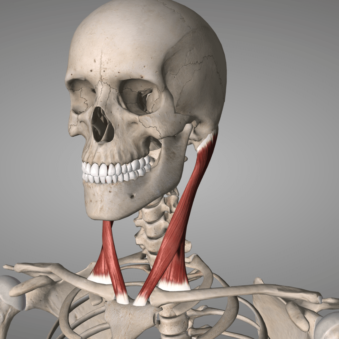 3D illustration of a human skull with neck muscles visible.