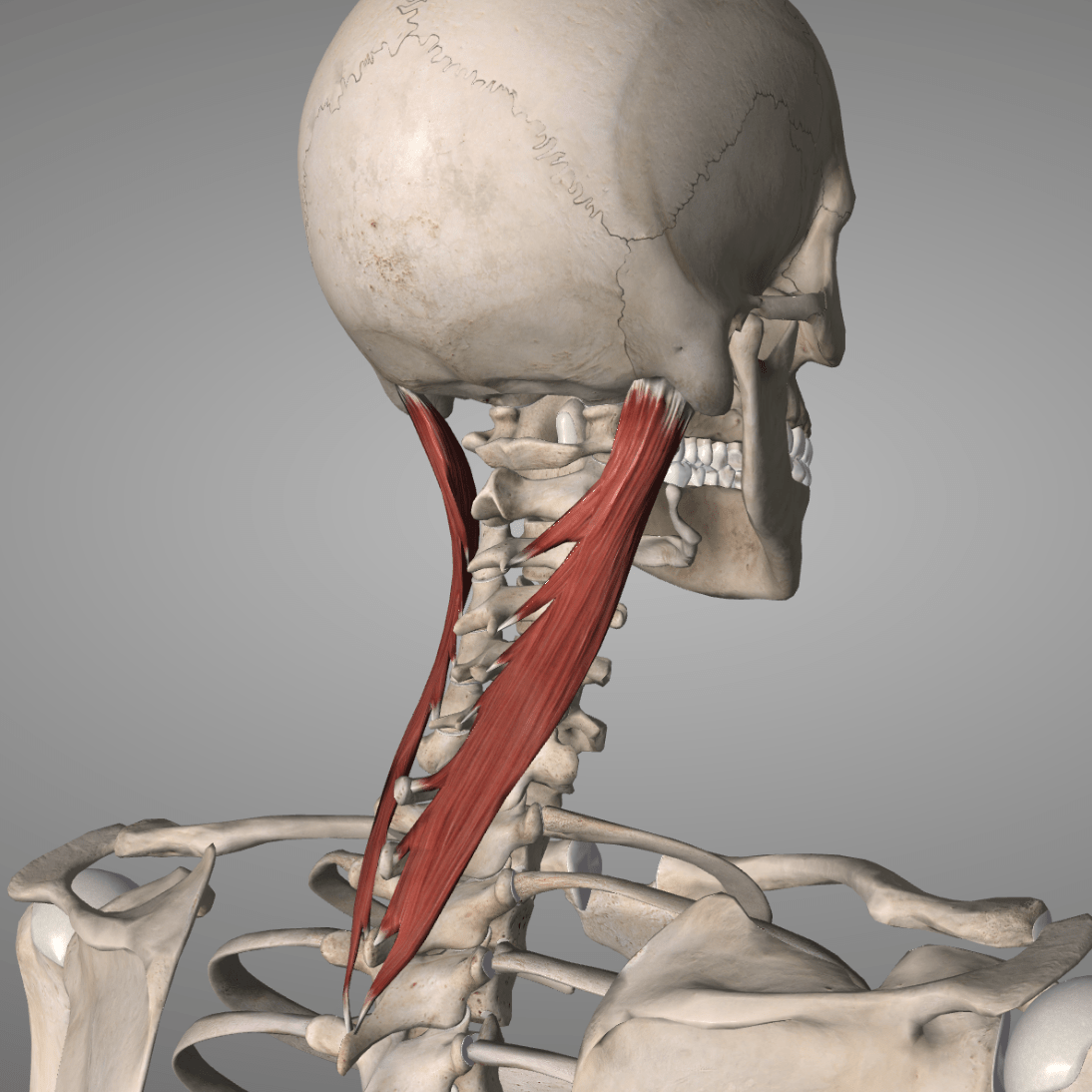 3D illustration of a human skeletal structure with muscles of the neck highlighted.
