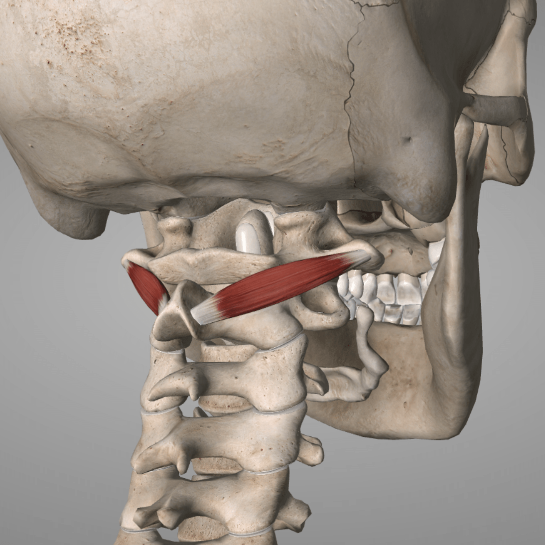 3D rendering of a human skull with cervical spine and one red muscle highlighted.