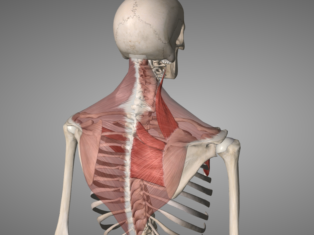 Digital illustration of a human upper body with transparent skin, highlighting the shoulder blades and neck.