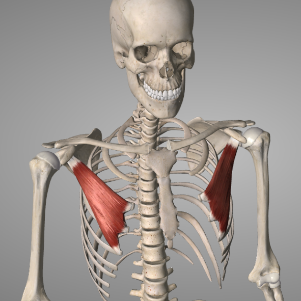 3D rendering of a human skull with cervical spine and one red muscle highlighted.