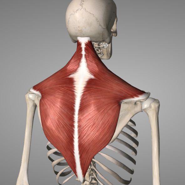 3D illustration of a human skeleton with trapezius muscles showing.