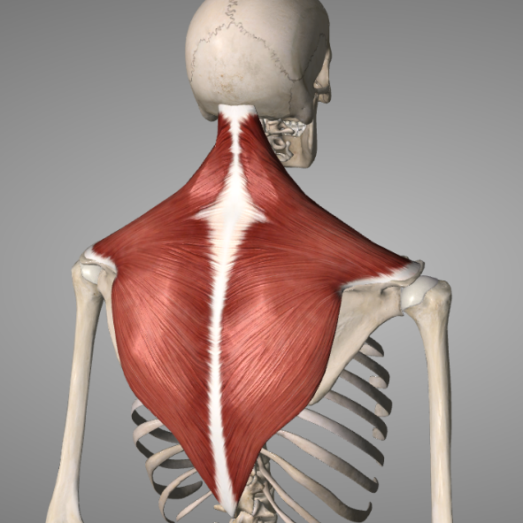 3D illustration of a human skull with neck muscles visible.