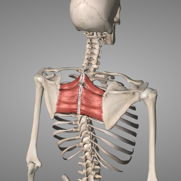 3D illustration of a human skeletal structure with muscles of the neck highlighted.