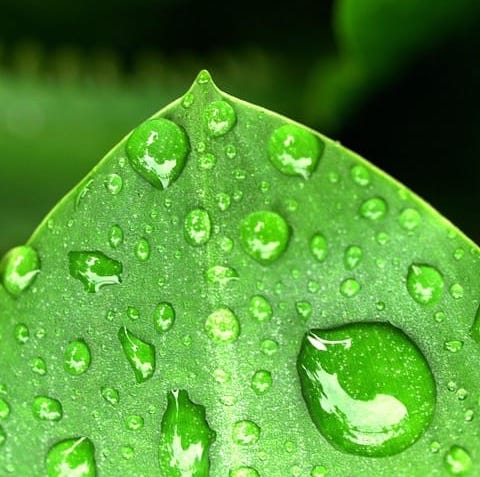 Weather Scientific rain gauge raindrops