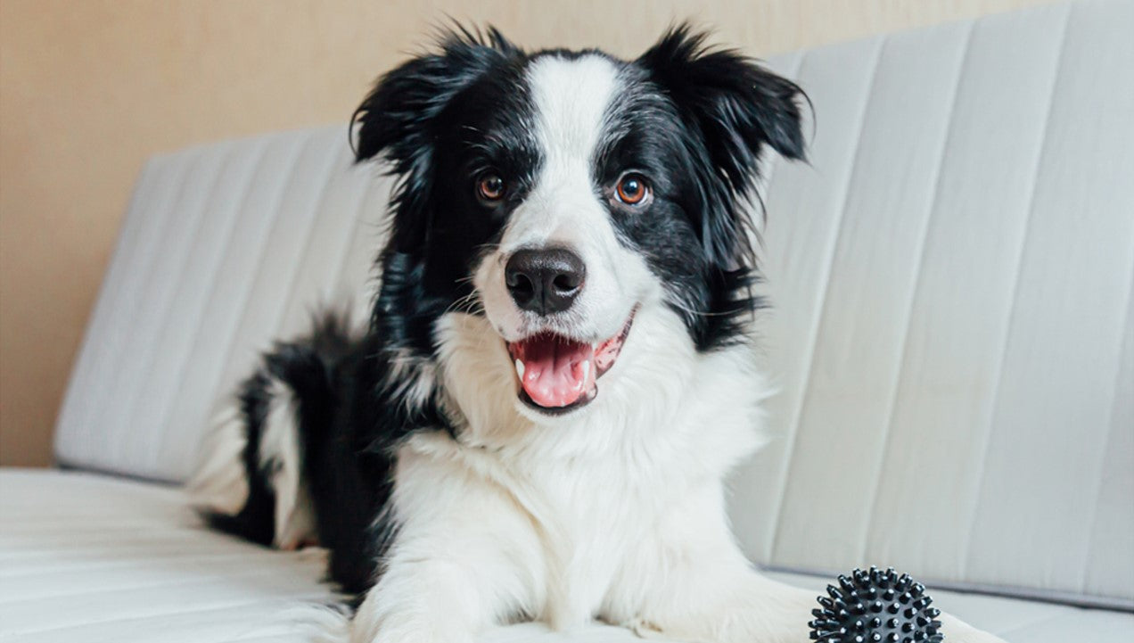 are border collies predisposed for skin conditions