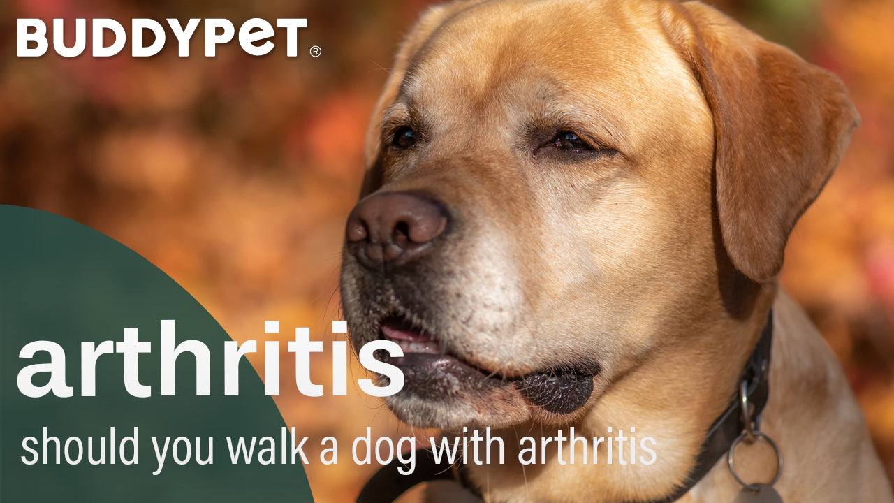 is walking good for dog with arthritis