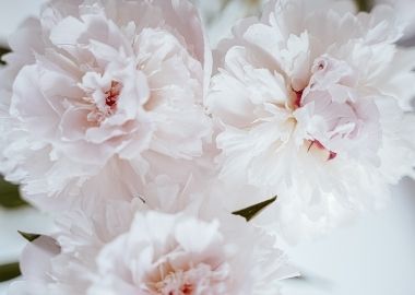 imagen flores bonitas en tonos rosas