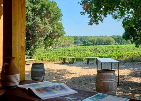 Une image contenant arbre, plein air, plante, ciel, vignes