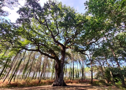 Une image contenant arbre, plante, plein air, ciel