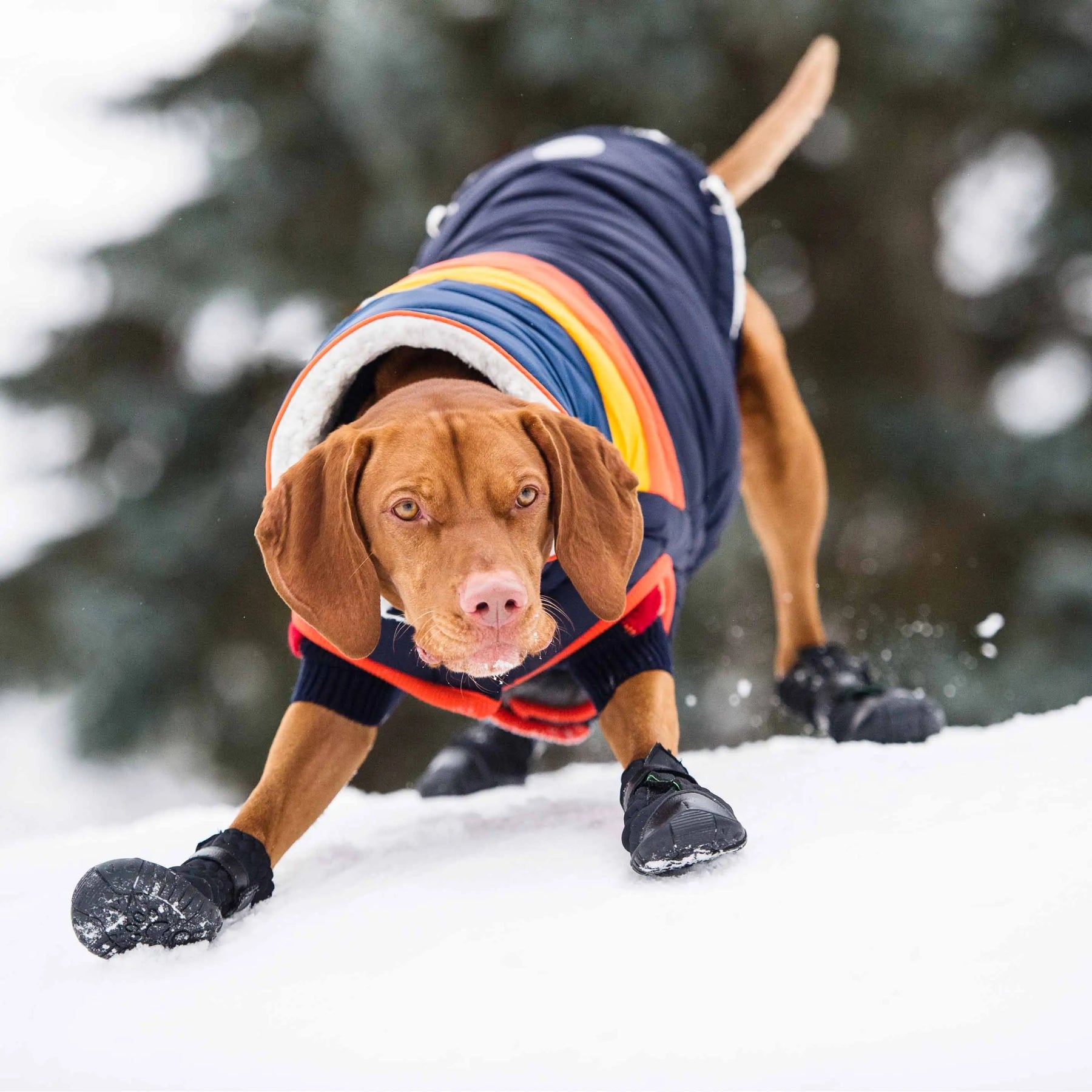 Elasto-fit® Dog Boots | Winter Dog Boots | GF Pet® Online Store