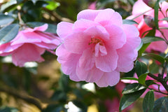 pink flower in portland