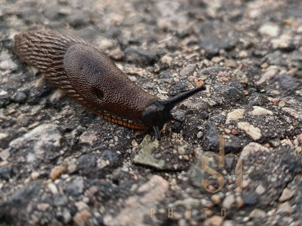 Nacktschnecke