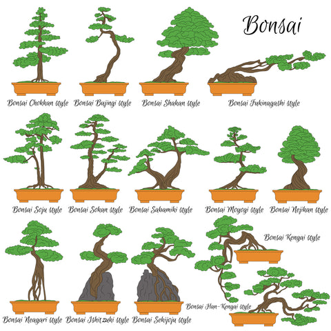 Bonsai Traditional shapes