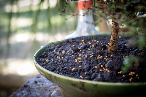how to fertilize your bonsai tree