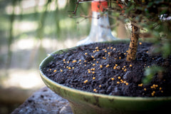 Fertilizing a bonsai tree