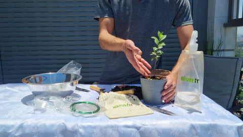 Fertilizing Siberian Elm Bonsai tree - Natureit bonsai tree seed starter kit