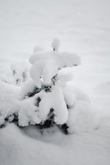 Tree in frost