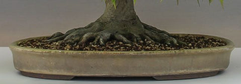 Bonsai tree root flare - nebari