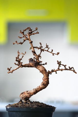 signs of a sick bonsai tree