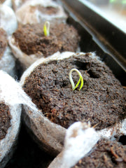 Seeds sprouting in pods