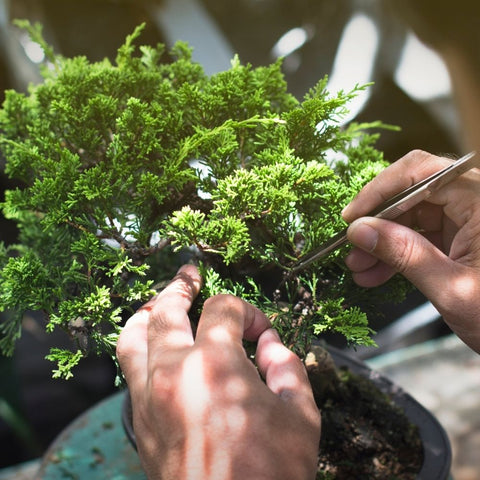 Pinching a small bonsai tree