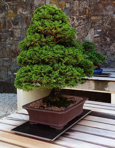 Tall Bonsai tree