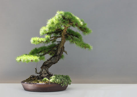 Taper bonsai tree trunk 